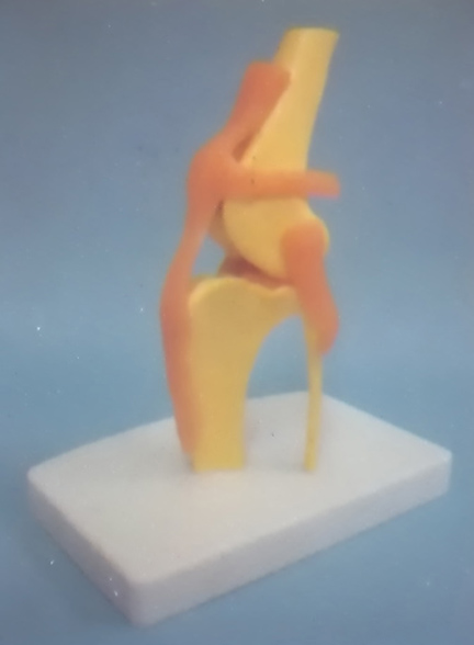 DOG HEALTH KNEE JOINT MODEL